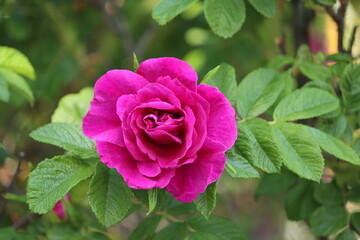 Sweden. Rosa rugosa (rugosa rose, beach rose, Japanese rose, Ramanas rose, or letchberry) is a species of rose native to eastern Asia, in northeastern China, Japan, Korea and southeastern Siberia.