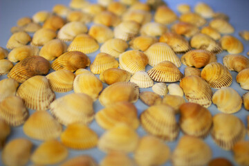 Yellow seashells on a blue background