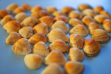 Yellow seashells on a blue background