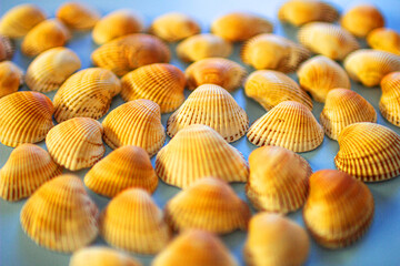 Yellow seashells on a blue background