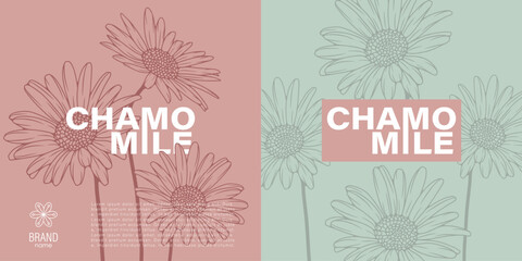 Two elegant labels showcasing chamomile flower illustrations in an engraving style, set against pastel-colored backgrounds with prominent, stylish typography. Floral vector seamless pattern.
