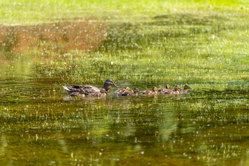 Female Mallard Duck And Her Ducklings Swimming On A Small Pond In Wisconsin In Spring