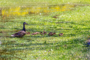 Female Mallard Duck And Her Ducklings Swimming On A Small Pond In Wisconsin In Spring