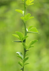 Green leaves of a tree, Poncirus trifoliata - trifoliate orange
