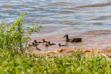 Mallard Ducks And Ducklings On The river Shoreline In Spring In Wisconsin