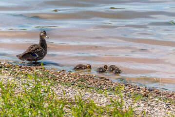 Mallard Ducks And Ducklings On The river Shoreline In Spring In Wisconsin