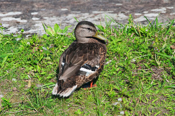Female Mallard Duck Lake George New York
