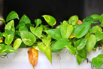 Epipremnum aureum is a species of flowering plant in the arum family Aracear. The plant has a...