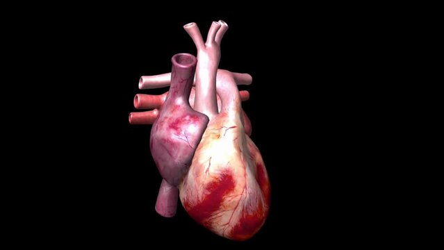 human heart
