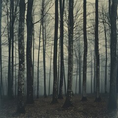 Fototapeta premium Eerie forest scene with tall, bare trees in dense fog, creating a mysterious and atmospheric landscape.