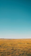 Fototapeta premium Vast golden field under a clear blue sky, capturing the serene beauty and tranquility of a rural landscape during sunny weather.