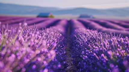 A garden with blooming