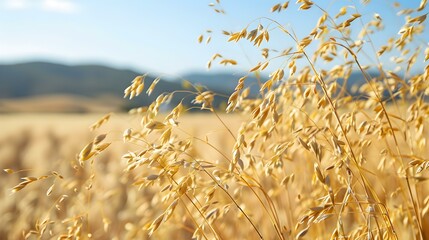 an oat field golden stalks img