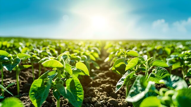 a soybean field rows of green image
