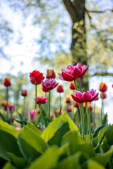 Obraz premium Pink, orange and red tulips overlooking White Lake.