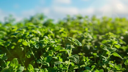 Obraz premium oregano field dense pic