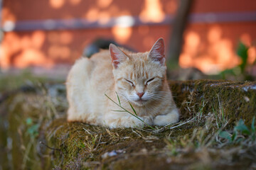 sleepy rude cat on the grass