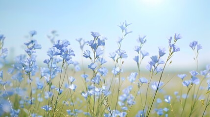 Fototapeta premium a flax field delicate img