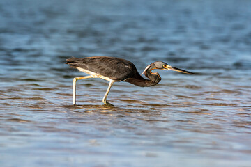 Tricolored Heron