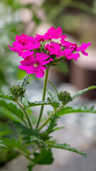 Fototapeta premium A vibrant close-up photograph capturing the intricate details of flowers from my garden.