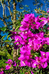 Bougainvillea glabra is a plant in the Nyctaginaceae family and the Bougainvillea genus. Ornamental plant. Blue sky.