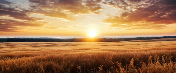 Field with dry yellow grass waddle, Sunset on horizon with clouds, textured background banner, Film...