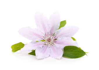 Purple clematis with green leaves.
