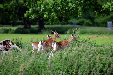 Fallow deer on the run.