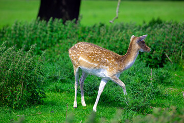 Lone Fallow deer on the move.