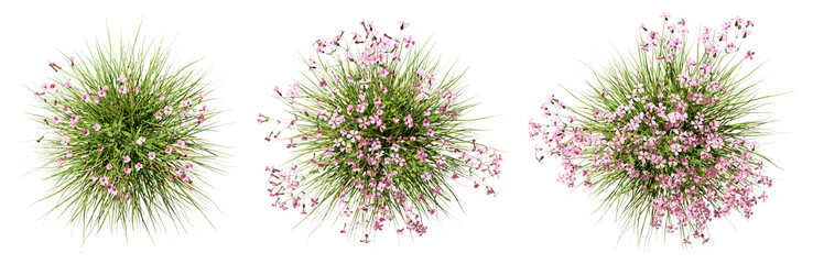 Aerial view pink flowers gardening set on transparent backgrounds 3d illustrations png © Krit