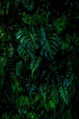 Herb wall, plant wall, natural green wallpaper and background. nature wall. Nature background of green forest