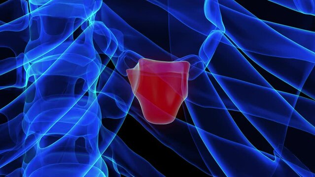 Xiphoid process anatomy for medical concept 3D rendering