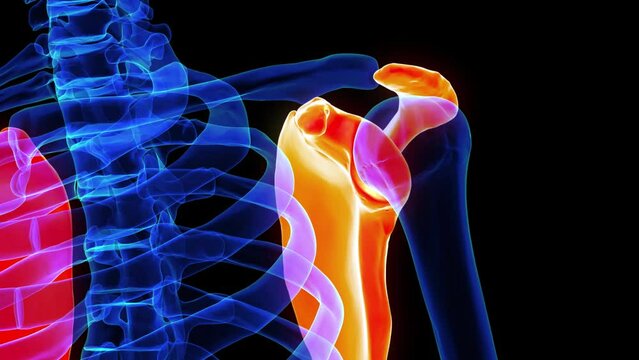 Scapula bone anatomy for medical concept 3D rendering