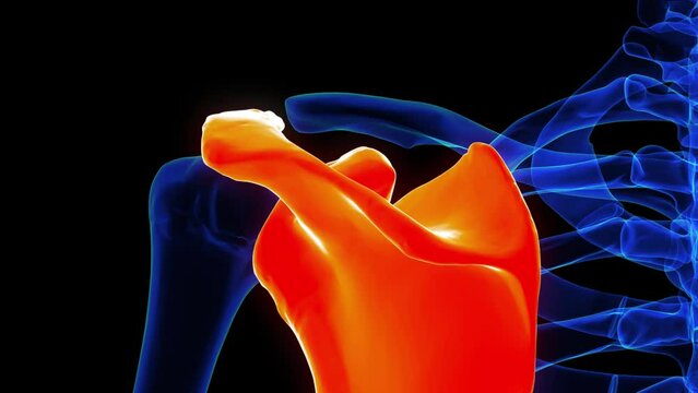 Scapula bone anatomy for medical concept 3D rendering