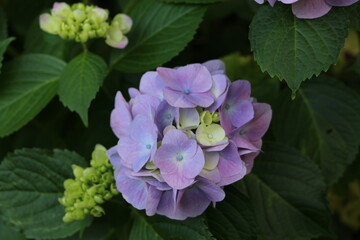 紫陽花