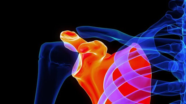 Scapula bone anatomy for medical concept 3D rendering