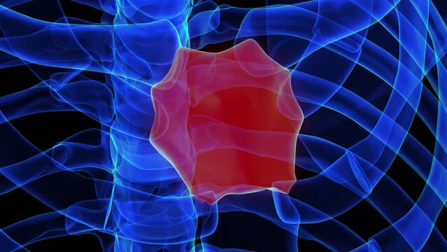 Manubrium bone anatomy for medical concept 3D rendering