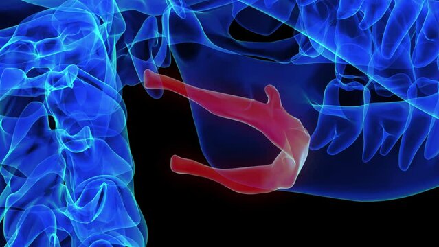 Hyoid bone anatomy for medical concept 3D rendering