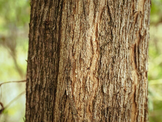 Close-up of tree texture in the park for environmental protection background     