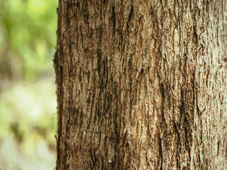 Close-up of tree texture in the park for environmental protection background     