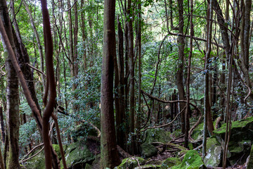 Korowal/Mt Solitary traverse in Blue Mountains National Park