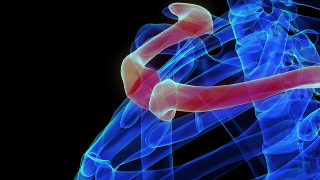 Clavicle bones anatomy for medical concept 3D rendering