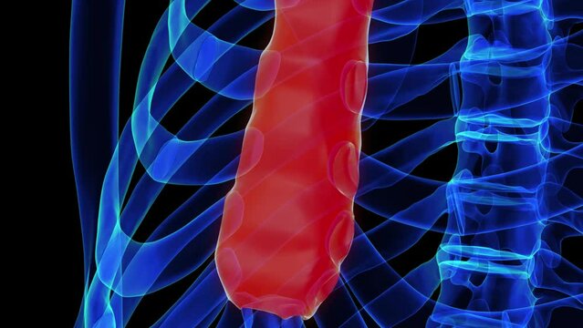 Body of sternum bone anatomy for medical concept 3D rendering