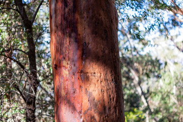Korowal/Mt Solitary traverse in Blue Mountains National Park