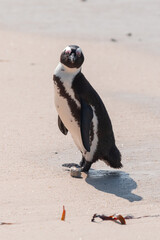 An African penguin, Spheniscus Demersus, at Boulders Beach in South Africa