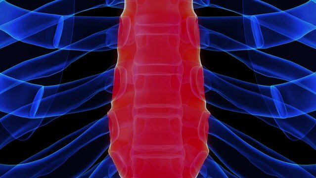 Body of sternum bone anatomy for medical concept 3D rendering
