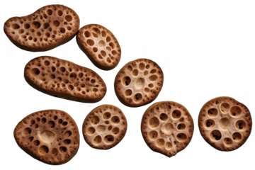 A collection of dry lotus seed pods on a transparent, white background in png format for design use