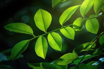 Fototapeta premium Sunlight illuminating bright green leaves in a dark, lush forest, emphasizing nature's beauty and the serene environment of the outdoors.