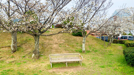 広島の桜と公園とベンチ