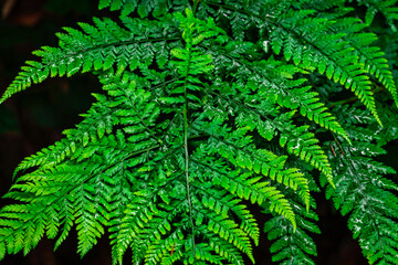 Farnblätter